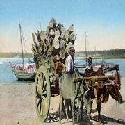 Bullock-driven carts